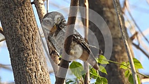 Adorable owls, cute barred owl couple grooming their feathers in owl love in forest. Beautiful owl stands peaceful in a nature, ow