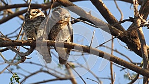 Adorable owls, cute barred owl couple grooming their feathers in owl love in forest. Beautiful owl stands peaceful in a nature, ow