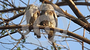 Adorable owls, cute barred owl couple grooming their feathers in owl love in forest. Beautiful owl stands peaceful in a nature, ow