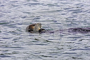 Adorable Pacific Sea Otter swimming, diving, eating clams and mollusks