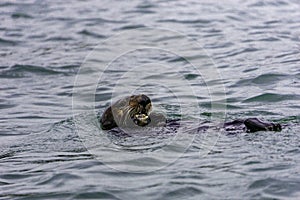 Adorable Pacific Sea Otter swimming, diving, eating clams and mollusks