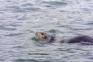 Adorable Pacific Sea Otter swimming, diving, eating clams and mollusks