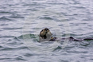 Adorable Pacific Sea Otter swimming, diving, eating clams and mollusks