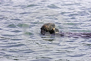 Adorable Pacific Sea Otter swimming, diving, eating clams and mollusks in Elkhorn Slough, California