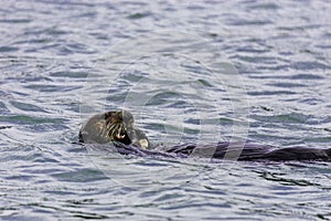 Adorable Pacific Sea Otter swimming, diving, eating clams and mollusks in Moss Landing California