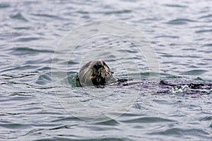 Adorable Pacific Sea Otter swimming, diving, eating clams and mollusks in Moss Landing California