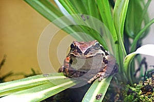 Adorable Pacific Tree Frog In Plants