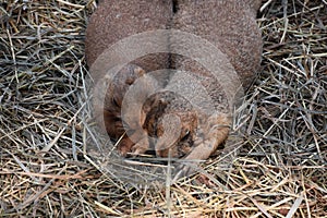 Adorable Pair of Black Tailed Prairie Dogs