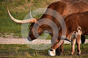 Adorable Pair of Longhorn Cows with a Salt Lick