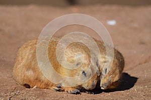 Adorable Pair of Prairie Dogs Cuddling Together