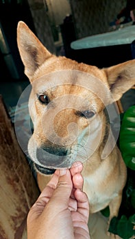 Adorable pampered pet dog hand fed with treats in the doorway after a shower