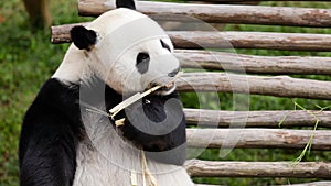 Adorable panda eating bamboo stem