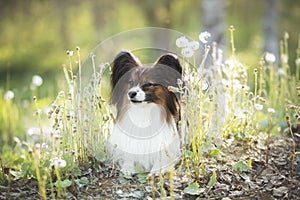 adorable papillon dog in the grass and faded coltsfoot flowers in summer. Cute Continental toy outdoors at sunset