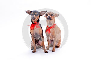 Adorable pedigree dogs with red bows.
