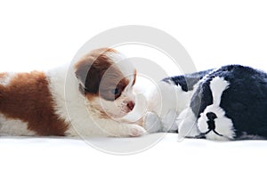 Adorable of pedigree shih tzu puppies dog rekaxing and lying on photo