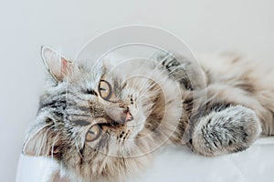 An adorable Persian cat laying down on the bed