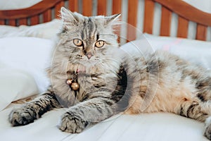 An adorable Persian cat laying down on the bed