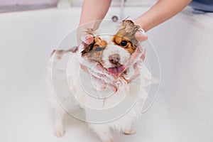 Adorable pet dog take shower in bath before grooming