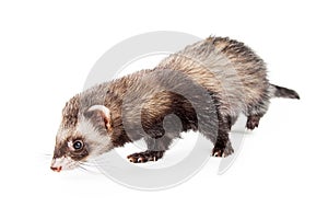 Adorable Pet Ferret Sniffing Floor