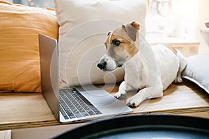 Adorable pet using laptop working remotely online.