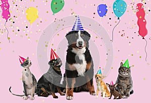 Adorable pets with party hats on pink background