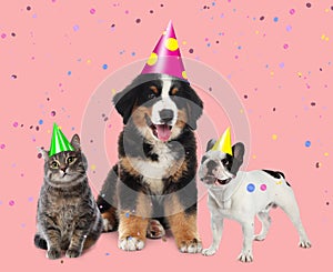 Adorable pets with party hats on pink background