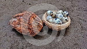 adorable photo, quail and its eggs