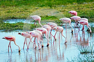 Adorable Pink Flamingos