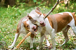 Adorable pit bulls biting wooden stick.