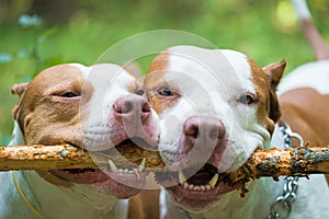 Adorable pit bulls biting wooden stick.