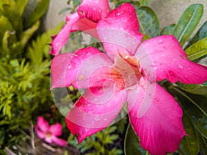 Adorable plants and flower new bloom