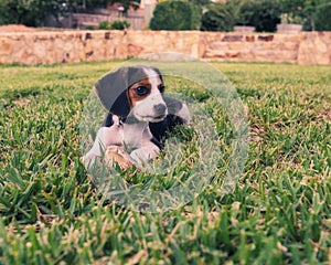 Adorable playful beagle in a lush green grassy field