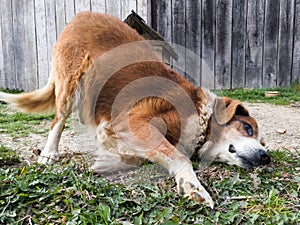 Adorable playful domestic dog, mans best friend in grassy garden during day. Cute pet leisure fun. Mammal animal head and face