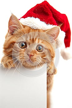 Adorable playful kitten in a festive red christmas hat peeking out from behind a blank banner