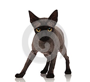 Adorable playful little grey cat standing