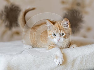 Adorable playful red orange fluffy kitten at home