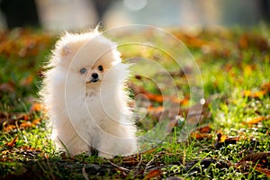 The adorable Pomeranian dog Jason on a grass