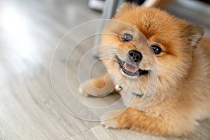 Adorable pomeranian dog smiling looking at camera showing tongue and laid down on wooden floor with natural sunlight and copy spac