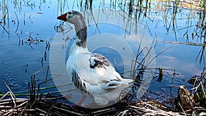 Adorable Pomeranian goose drinking water from the pond standing on the twigs