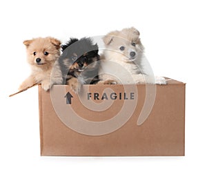 Adorable Pomeranian Puppies in a Cardboard Box