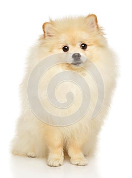Pomeranian Spitz puppy on a white background photo
