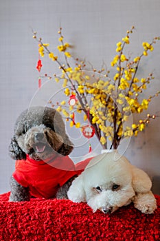 Adorable poodle dogs wearing chinese new year cloth with hanging pendant