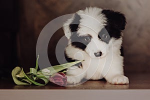 Adorable portrait of amazing healthy and happy black and white border collie puppy