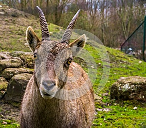 Adorable portrait of a female alpine ibex face, Wild goat from the mountains of europe