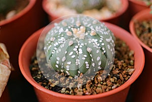 Adorable Potted Astrophytum Asterias or Sand Dollar Cactus Plant