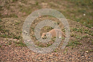 Adorable Prairie Dog Poised to Enter It`s Burrow