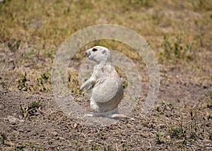 Adorable Prairie Dog Standing on Hind Legs