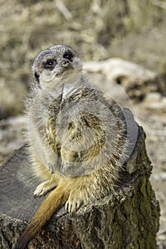 Adorable pregnant meerkat