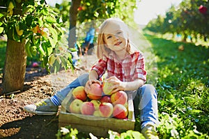 Adorable preschooler girl in red and white shirt picking red ripe organic apples in orchard or on farm on a fall day