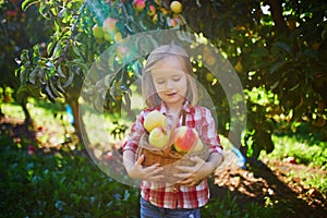 Adorable preschooler girl in red and white shirt picking red ripe organic apples in orchard or on farm on a fall day